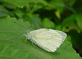 2009-0905_Butterfly_1335_19,2C